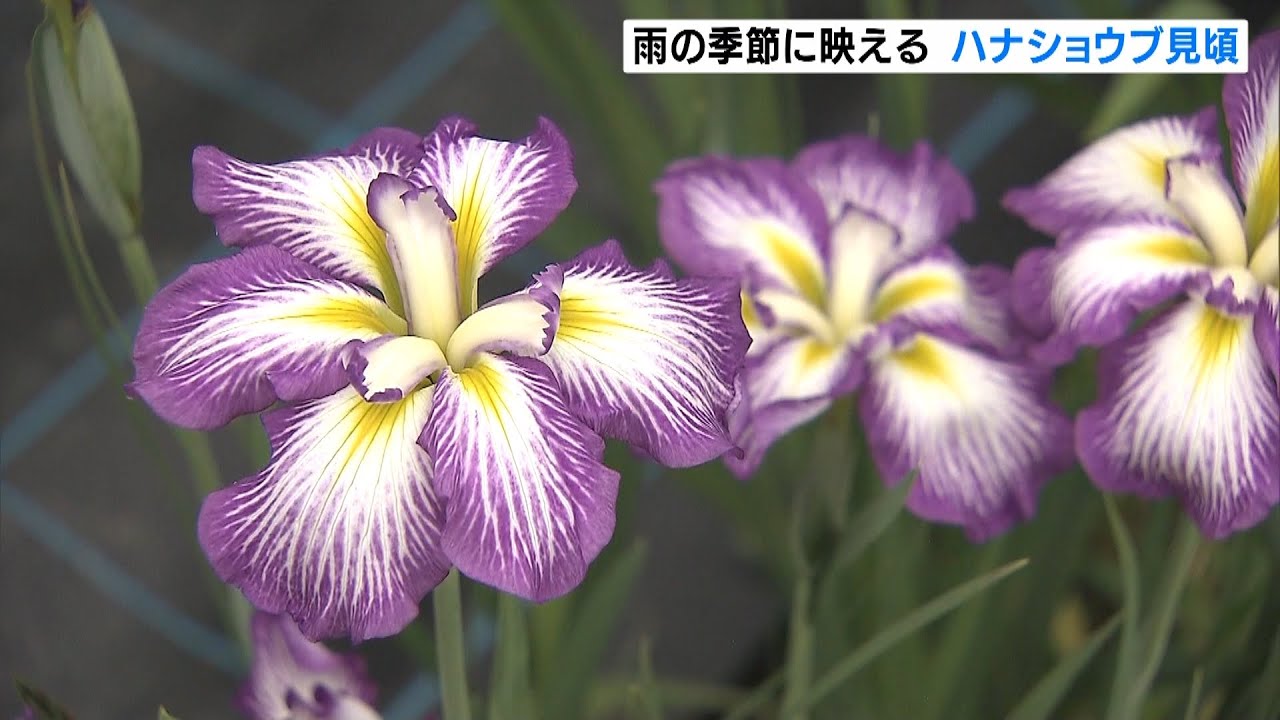 おじいちゃんおばあちゃんが育てた1万3千株 梅雨に咲く花「ハナショウブ」が見ごろ(2022年6月13日)