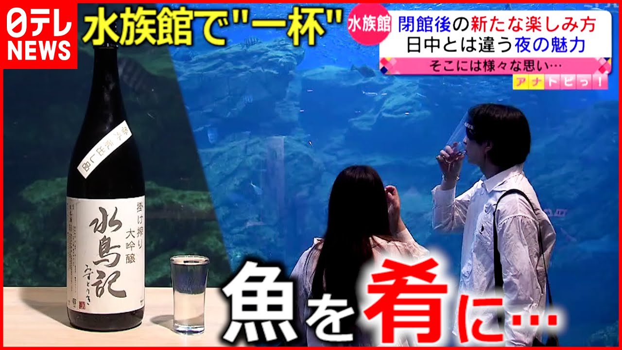 【夜の水族館】魚を肴に楽しむ地酒 “閉館後”の大人の楽しみ　宮城　NNNセレクション