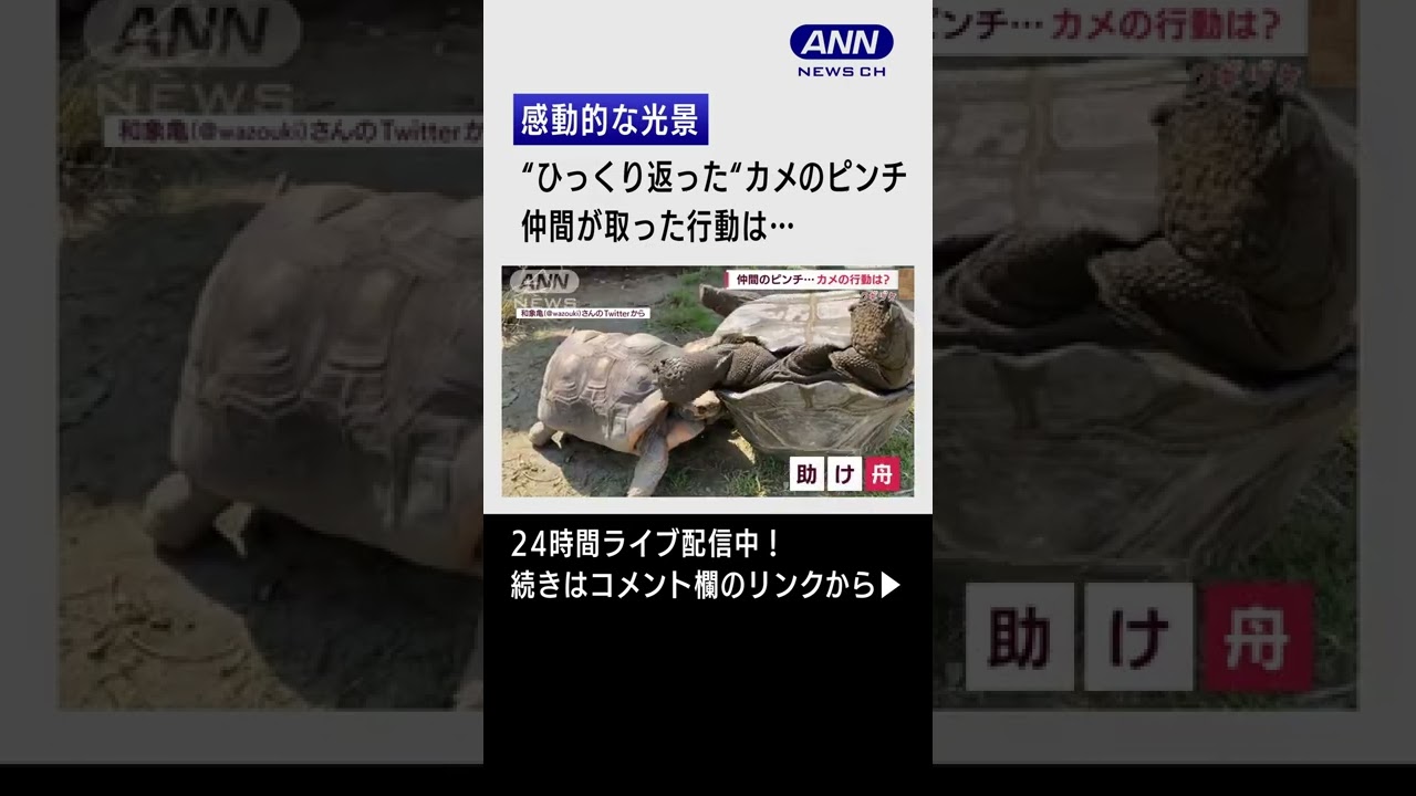 【見事】ひっくり返ったカメのピンチ!助けたのもカメ。#Shorts