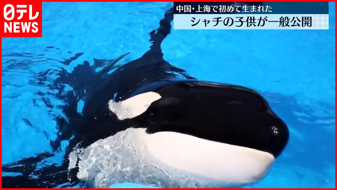 【中国・上海】シャチの子どもを一般公開 初めての地元生まれ