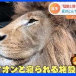 “猛獣ライオンと寝る宿泊施設”も完成間近！ 旅行機運に期待の動物園で“夢の企画”が続々進行中｜TBS NEWS DIG