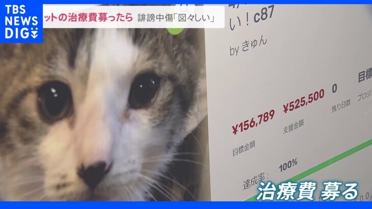 「詐欺まがい」猫の治療費をクラファンで募っただけで…ネット上での誹謗中傷に侮辱罪厳罰化で木村花さん母「ここがスタート」｜TBS NEWS DIG