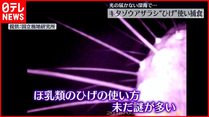 【キタゾウアザラシ】光届かない深海で“ひげ”使い捕食