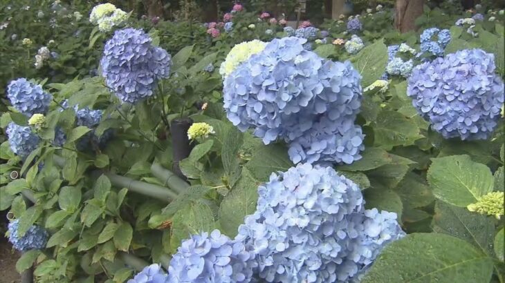 【約３０品種３５００株　色とりどり】京都市伏見区の藤森神社で“紫陽花まつり”開かれる