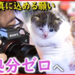 【猫】保護猫＆さくら猫 “殺処分ゼロ”を願うカメラマンの思い　長崎　NNNセレクション