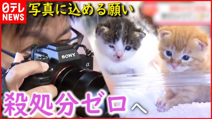 【猫】保護猫＆さくら猫 “殺処分ゼロ”を願うカメラマンの思い　長崎　NNNセレクション