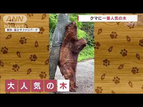 クマが喜ぶ“特別な木”　背中かきかき「こりゃたまらん」(2022年6月14日)