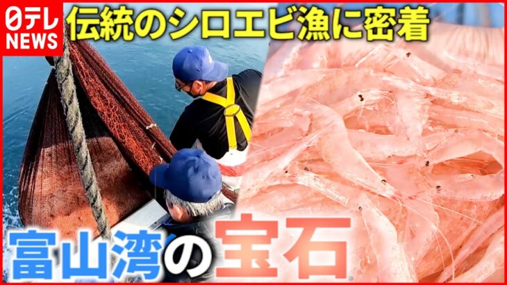 【シロエビ】水揚げ直後だけ⁉︎宝石のような姿 伝統の漁に密着取材　富山　NNNセレクション