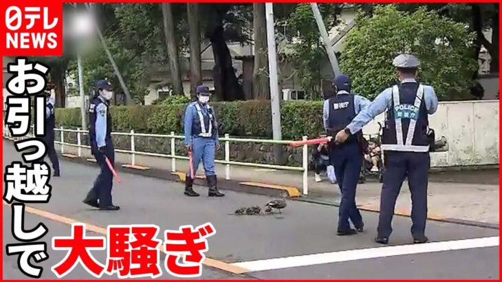 【カルガモの“お引っ越し”】子供が立体駐車場に落下 消防が救出も…