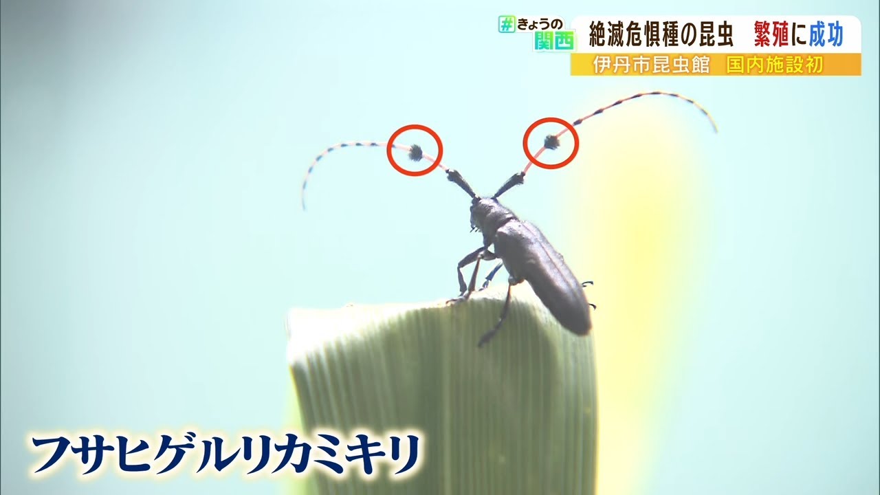 「他の幼虫に出会うと殺し合ってしまう…」生態研究で“絶滅危惧種”の繁殖に初成功(2022年6月16日)