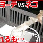 【アメリカ】コヨーテから逃げるネコ…”反撃”なるか
