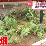 【名古屋駅前】公共スペースが畑に… 誰かが勝手に“野菜栽培”