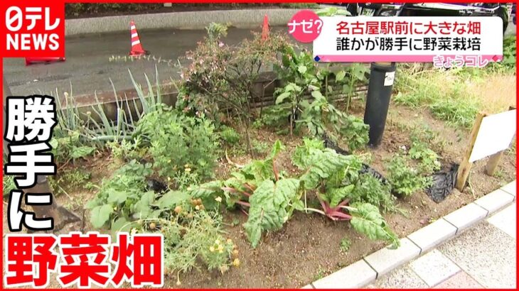 【名古屋駅前】公共スペースが畑に… 誰かが勝手に“野菜栽培”