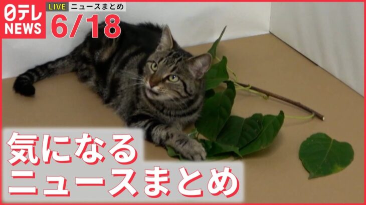 【ライブ】気になるニュース：猫にまたたびの謎”解明” / 人なつっこいイルカ / “多すぎる”トイレットペーパー　など （日テレNEWS LIVE）