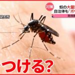 【専門家に聞く】「蚊の大量繁殖」防ぐには？ 夏を前に…発生源をチェック