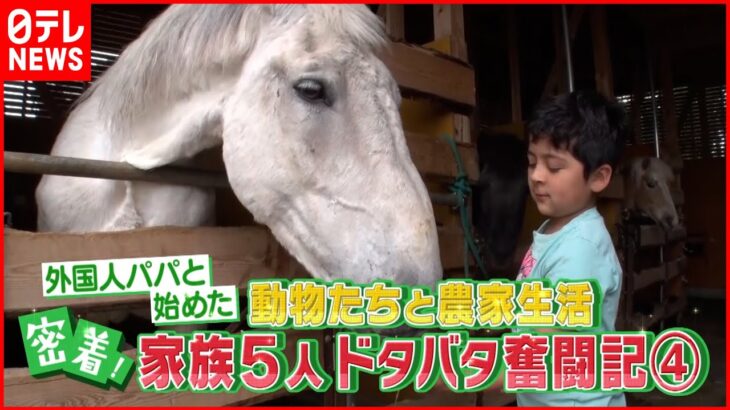 【家族５人】外国人パパと動物たちのドタバタ農家生活『news every.』18時特集