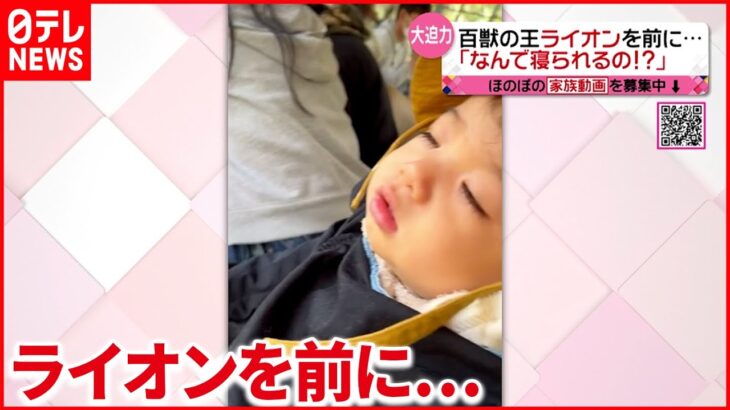 【スヤスヤ】動物園で寝ちゃう男の子「寝てる場合じゃないよ、なんで寝れるの！」