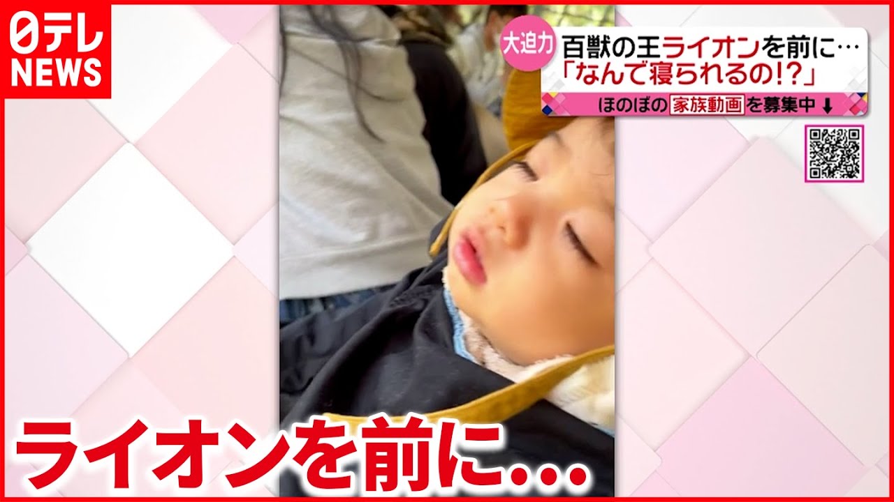 【スヤスヤ】動物園で寝ちゃう男の子「寝てる場合じゃないよ、なんで寝れるの!」