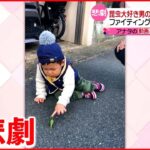 【突如攻撃】昆虫大好き男の子にカマキリが…