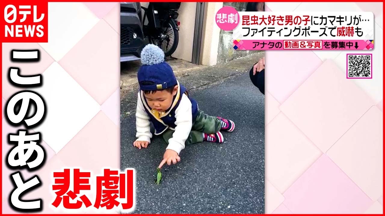 【突如攻撃】昆虫大好き男の子にカマキリが…