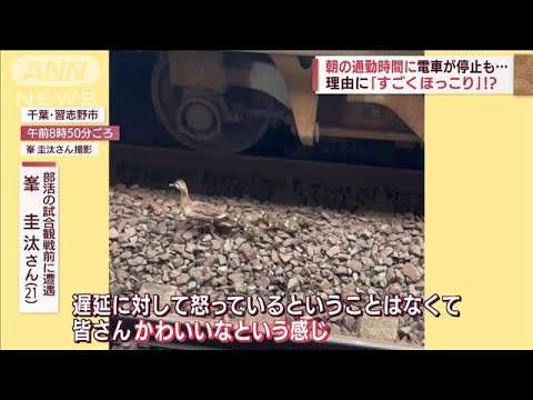 朝の通勤時間に電車が停止　その理由に「ほっこり」　線路内にカルガモ親子が・・・(2022年6月20日)