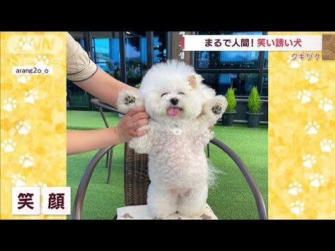 まるでアニメ「笑顔の犬」・・・ちなみに「怒り顔」は？(2022年6月20日)