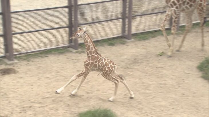京都市動物園　アミメキリンのメスの赤ちゃん誕生　生まれて１時間ほどで立ち上がりスクスク成長
