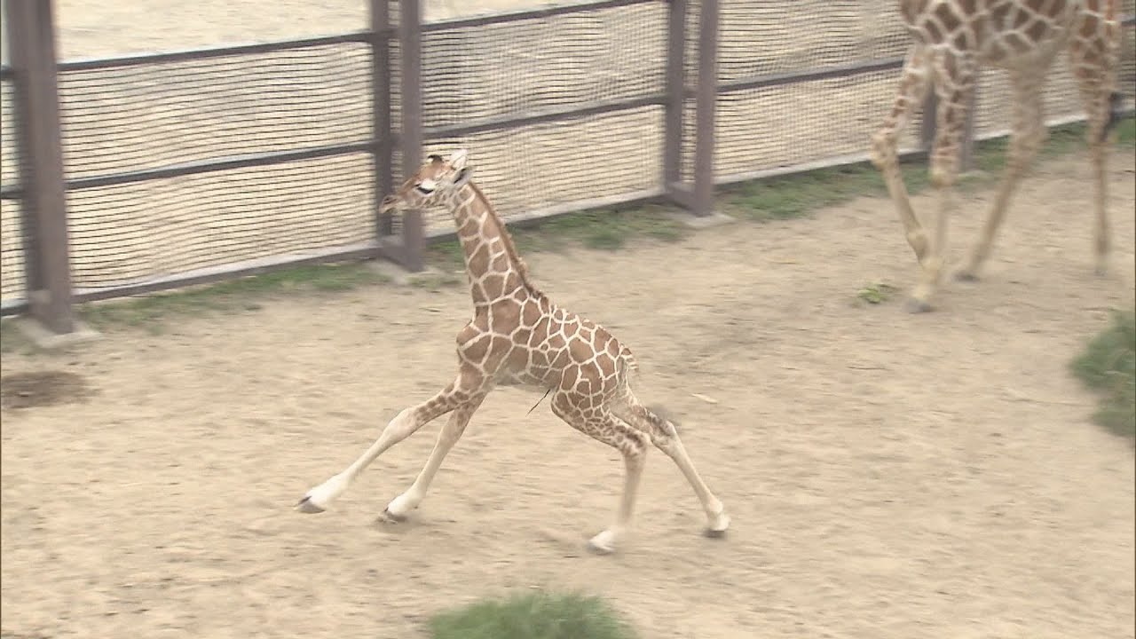 京都市動物園 アミメキリンのメスの赤ちゃん誕生 生まれて1時間ほどで立ち上がりスクスク成長