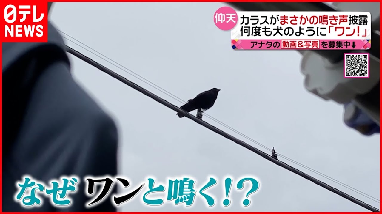 【カラス】まさかの鳴き声披露 何度も犬のように「ワン!」