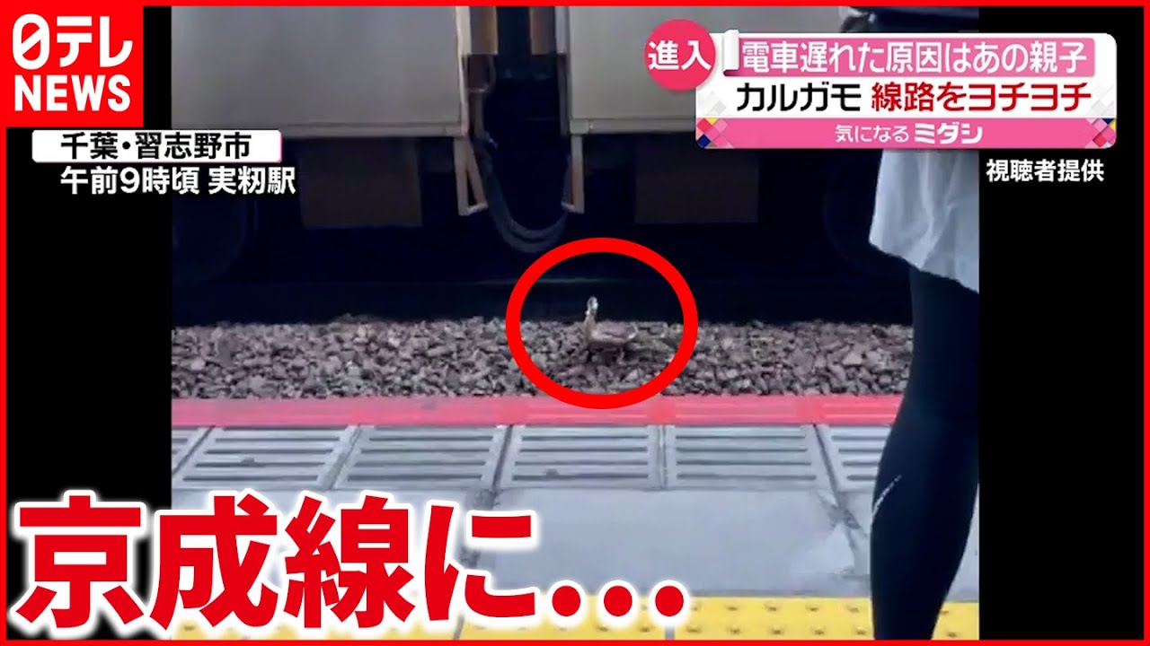 【カルガモ親子】線路にヨチヨチ…月曜朝のラッシュ時に電車“緊急停車”