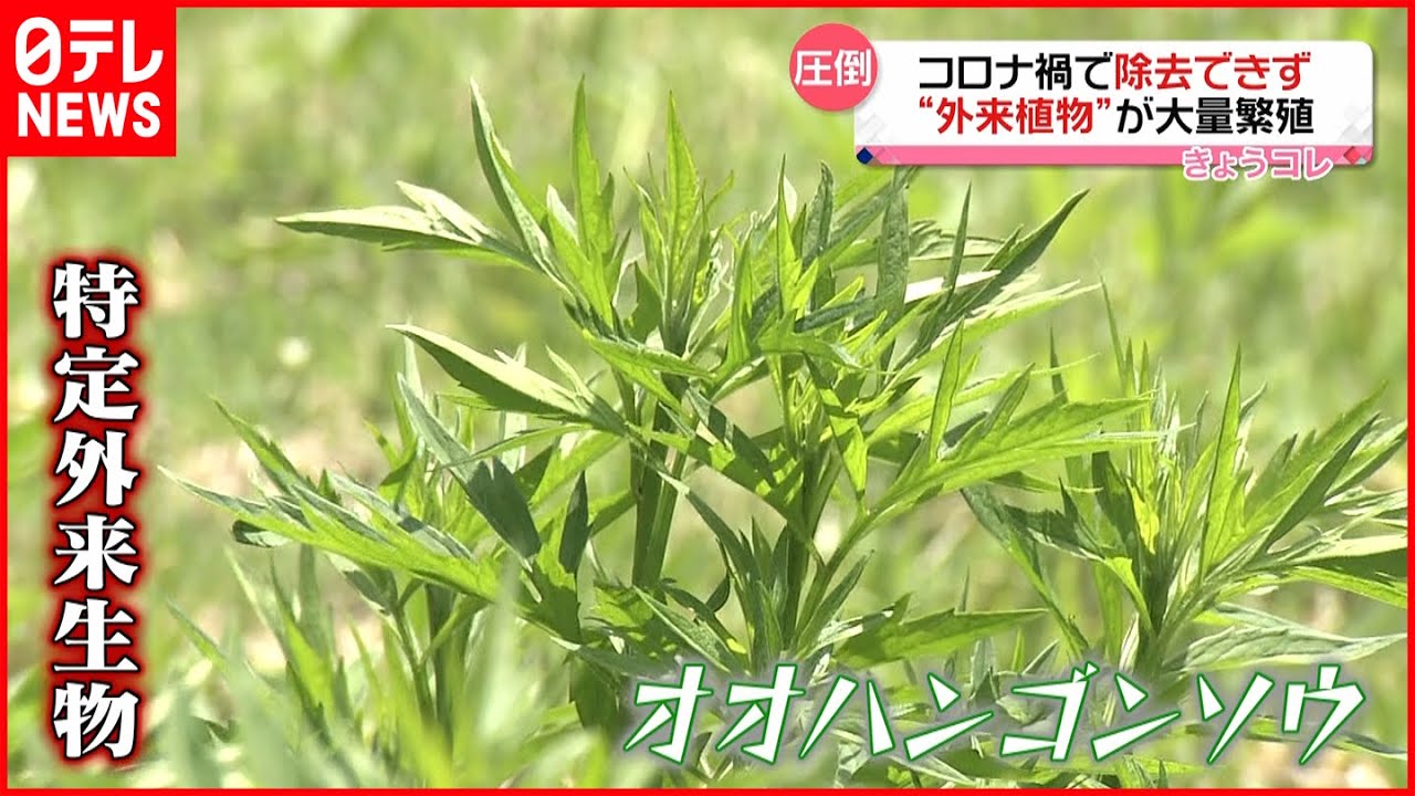 【大量繁殖】コロナ禍で除去できず…特定外来生物「オオハンゴンソウ」