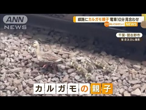 「カルガモ親子」線路内でピョコピョコ・・・電車10分間見合わせも“客とがめず”(2022年6月21日)