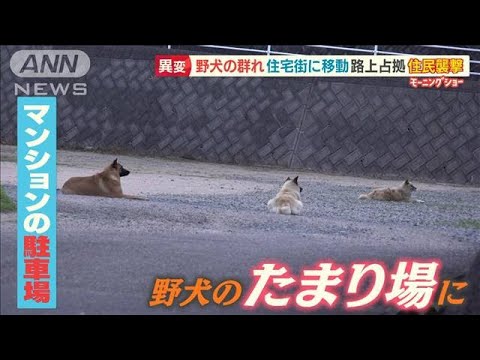 「野犬の群れ」公園から住宅街へ　路上占拠・・・“かみつき被害”女性語る　恐怖の瞬間【羽鳥慎一 モーニングショー】(2022年6月21日)