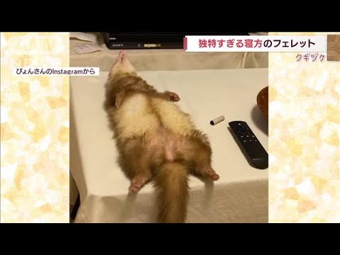 寝姿がカンペキすぎるフェレット「どこででも眠れます」(2022年6月21日)