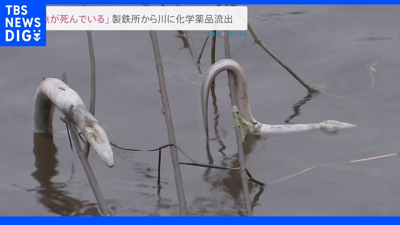 日本製鉄の製鉄所から川に化学薬品流出　水が赤茶色に変色し魚死ぬ　千葉・君津市｜TBS&nbsp;NEWS&nbsp;DIG