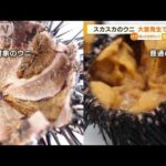 “スカスカ”のウニ　大量発生で駆除・・・エサの海藻食べ尽くし(2022年6月22日)