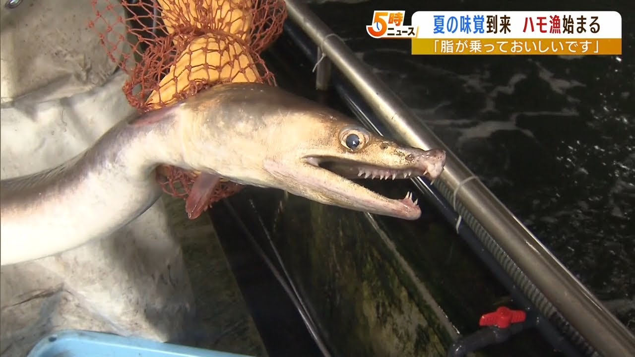 「獲れる時期は遅かったが肥えている」夏の味覚『ハモ漁』始まる…需要も回復傾向（2022年6月22日）