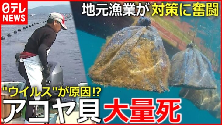 【アコヤ貝】真珠とれず３億円の被害⁉ ”大量死”への対策とは　愛媛　NNNセレクション