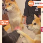 「お手」を特訓中の柴犬のすずちゃんときなこちゃん。でも、ついつい、相手の練習を邪魔しちゃう…。｜TBS NEWS DIG