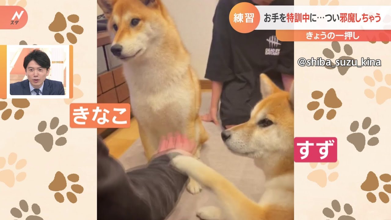 「お手」を特訓中の柴犬のすずちゃんときなこちゃん。でも、ついつい、相手の練習を邪魔しちゃう…。|TBS NEWS DIG
