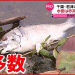 【異変】川が赤茶色に染まり魚の死骸 近くの製鉄所から液体漏れだす