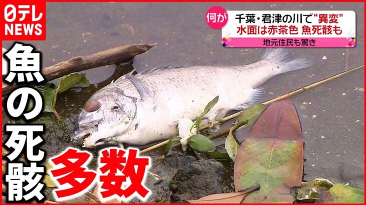 【異変】川が赤茶色に染まり魚の死骸 近くの製鉄所から液体漏れだす