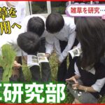 【雑草を研究】研究したり…食べてみたり… 雑草研究部の活動とは？