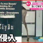 【侵入】ガラス散乱…家の中はぐちゃぐちゃに 市の職員に麻酔をうたれ捕獲