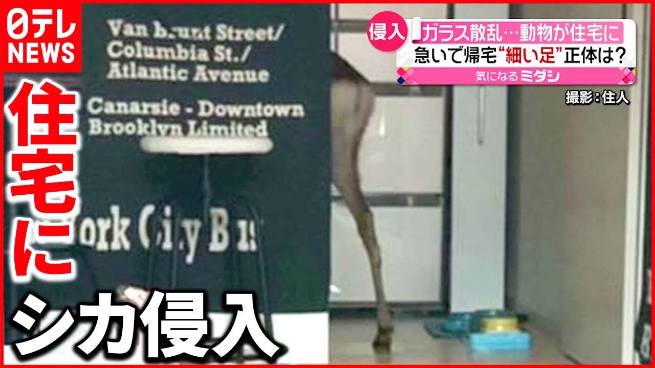 【侵入】ガラス散乱…家の中はぐちゃぐちゃに 市の職員に麻酔をうたれ捕獲