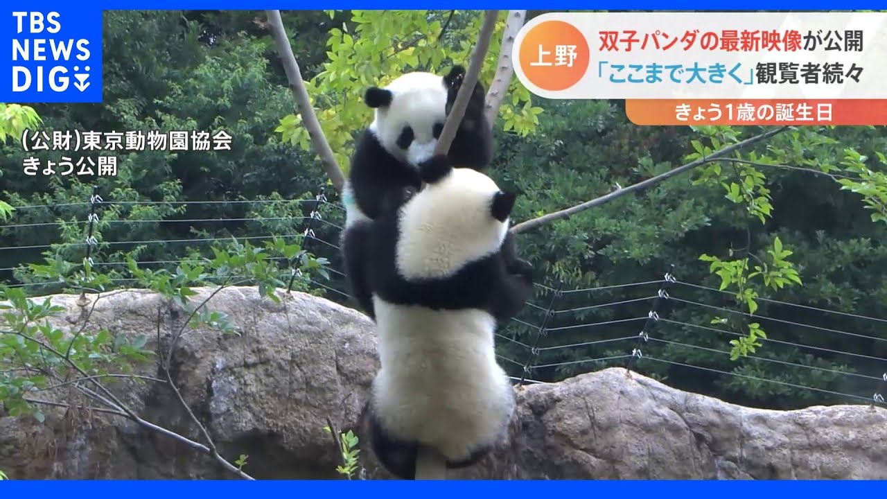 上野動物園&nbsp;双子のパンダシャオシャオ&レイレイ1歳の誕生日&nbsp;“パンダだらけ”上野の街はパンダフィーバー!｜TBS&nbsp;NEWS&nbsp;DIG