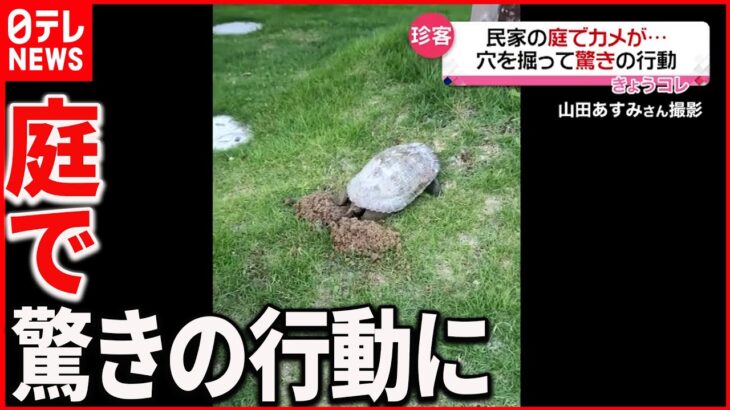 【珍客】民家に現れた”カメ” 穴を掘って産卵 その後近くの川へ…