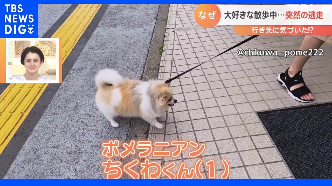大好きな散歩中に逃走するポメラニアン！“まさかの行先”が関係？一体、なぜ？｜TBS&nbsp;NEWS&nbsp;DIG