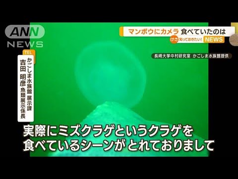 “マンボウ”に海中カメラ　食べていた「クラゲ」…「ゴミ」も(2022年6月24日)