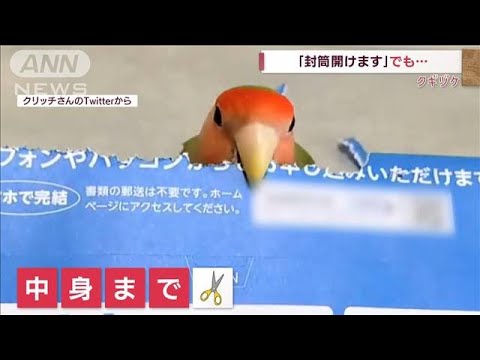 「封筒開けます」たまに中身までビリビリ…コザクラインコのりんごちゃん(2022年6月24日)